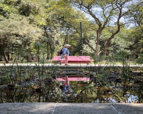 Person enjoying a quiet walk in a green urban park like Chapultepec